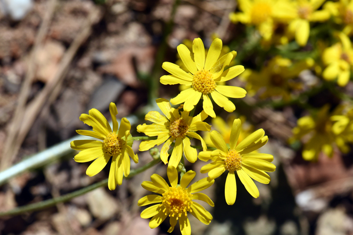 Packera neomexicana has showy large yellow flowers very similar to other species of the genus Packera and Senecio to which this species once belonged.  New Mexico Groundsel